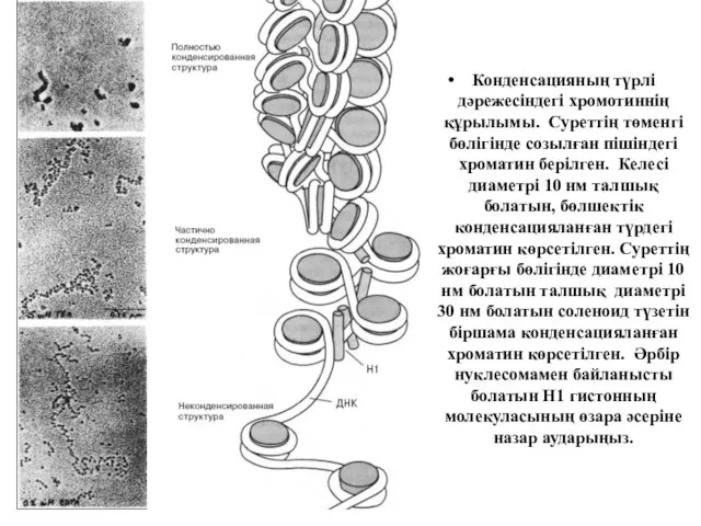Конденсацияның түрлі дәрежесіндегі хромотиннің құрылымы. Суреттің төменгі бөлігінде созылған пішіндегі