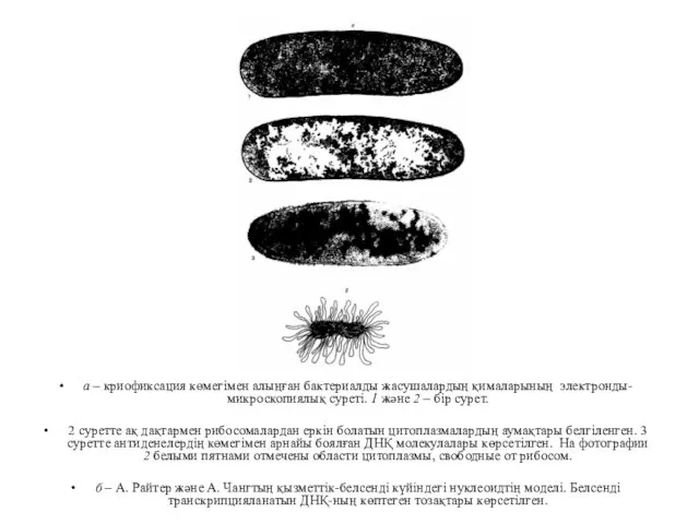 а – криофиксация көмегімен алыңған бактериалды жасушалардың қималарының электронды-микроскопиялық суреті.
