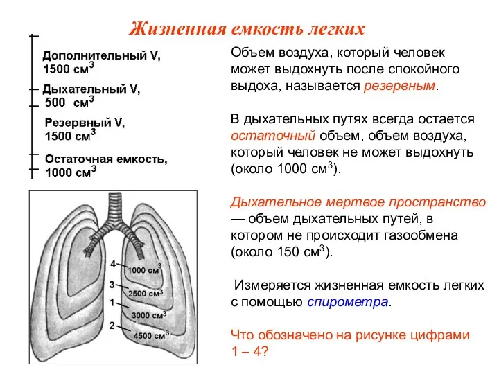 Объем воздуха, который человек может выдохнуть после спокойного выдоха, называется