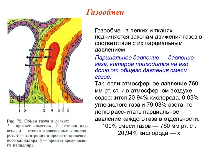 Газообмен в легких и тканях подчиняется законам движения газов в