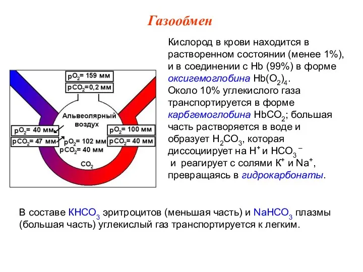 Кислород в крови находится в растворенном состоянии (менее 1%), и