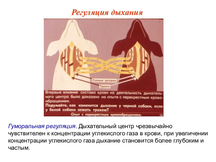 Гуморальная регуляция. Дыхательный центр чрезвычайно чувствителен к концентрации углекислого газа