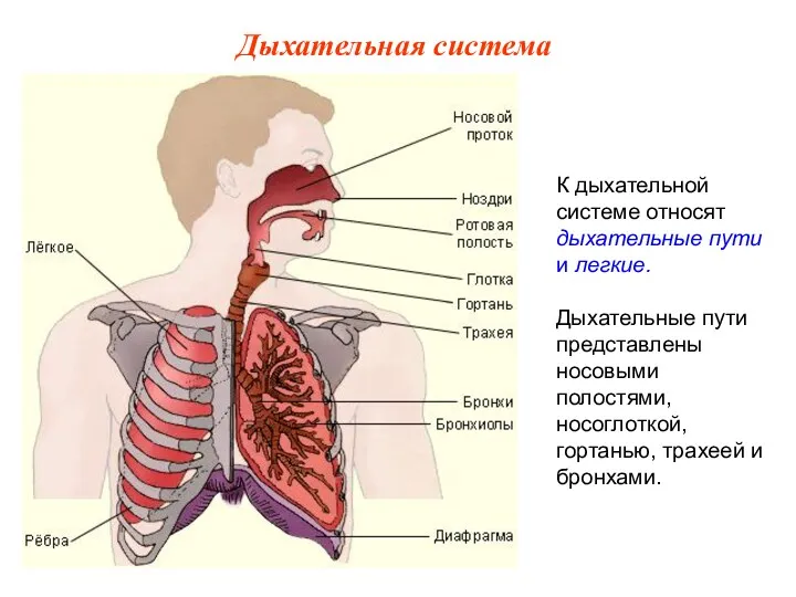 К дыхательной системе относят дыхательные пути и легкие. Дыхательные пути