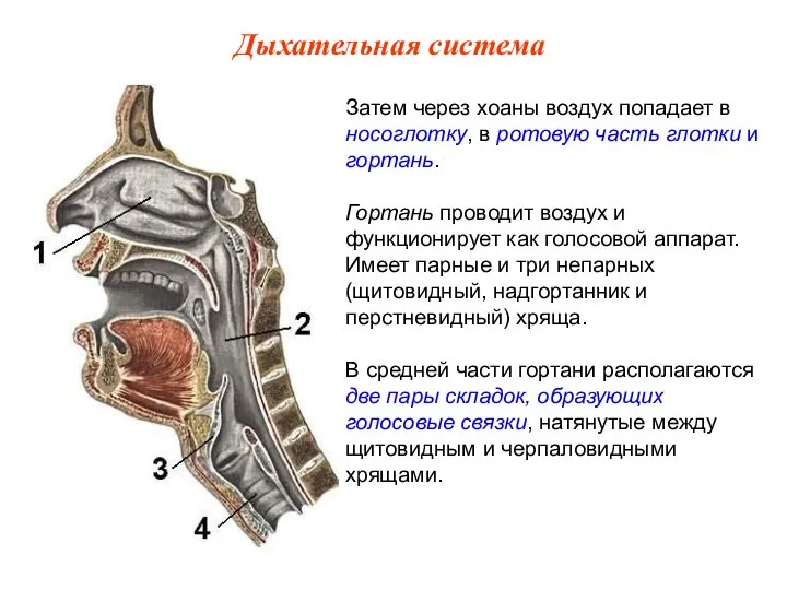 Затем через хоаны воздух попадает в носоглотку, в ротовую часть