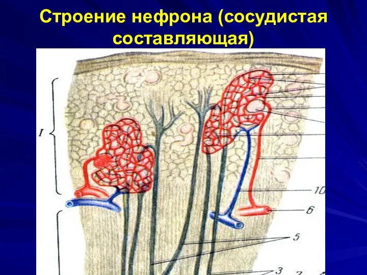 Строение нефрона (сосудистая составляющая)