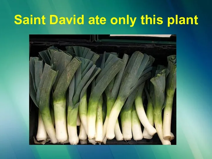 Saint David ate only this plant