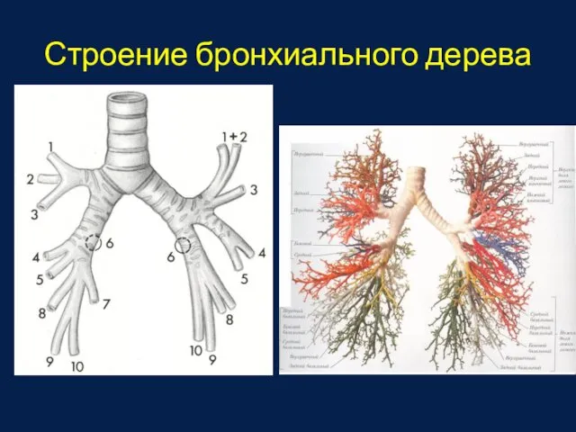 Строение бронхиального дерева