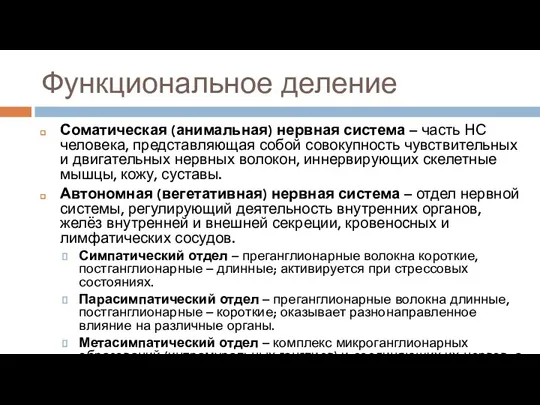 Функциональное деление Соматическая (анимальная) нервная система – часть НС человека, представляющая собой совокупность