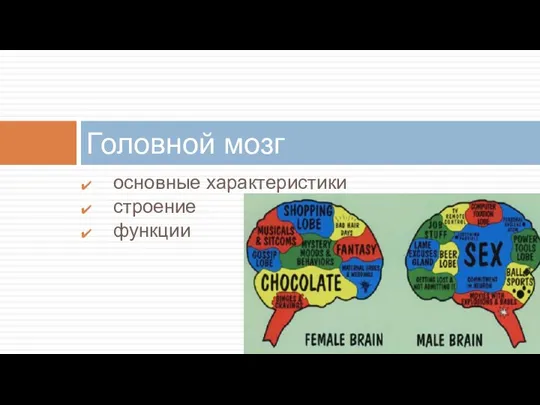 основные характеристики строение функции Головной мозг