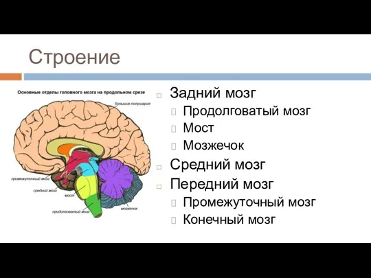 Строение Задний мозг Продолговатый мозг Мост Мозжечок Средний мозг Передний мозг Промежуточный мозг Конечный мозг