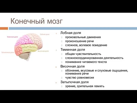 Конечный мозг Лобная доля произвольные движения произношение речи сложное, волевое