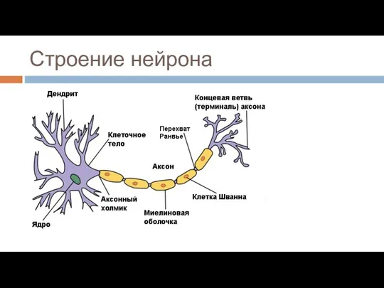 Строение нейрона