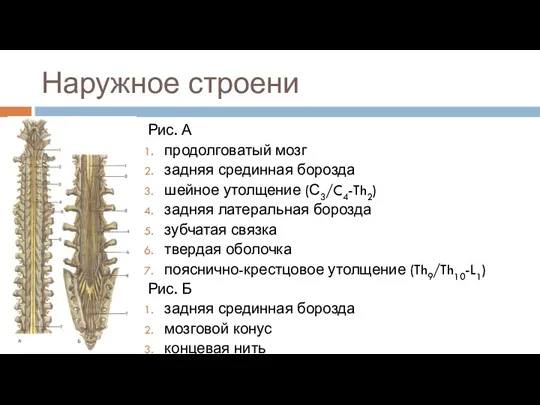 Наружное строени Рис. А продолговатый мозг задняя срединная борозда шейное утолщение (С3/C4-Th2) задняя