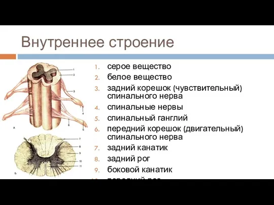 Внутреннее строение серое вещество белое вещество задний корешок (чувствительный) спинального нерва спинальные нервы