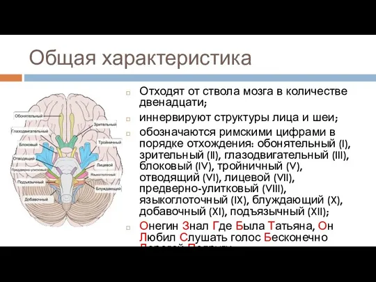 Общая характеристика Отходят от ствола мозга в количестве двенадцати; иннервируют