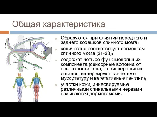 Общая характеристика Образуются при слиянии переднего и заднего корешков спинного