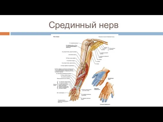 Срединный нерв