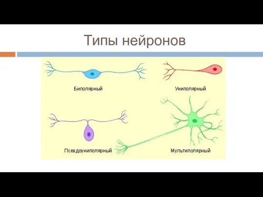 Типы нейронов