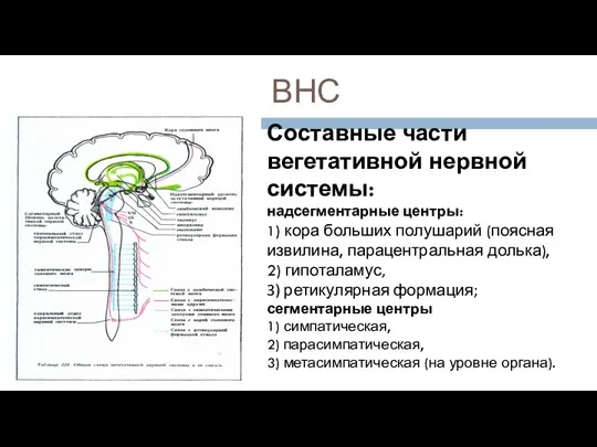 ВНС Составные части вегетативной нервной системы: надсегментарные центры: 1) кора больших полушарий (поясная