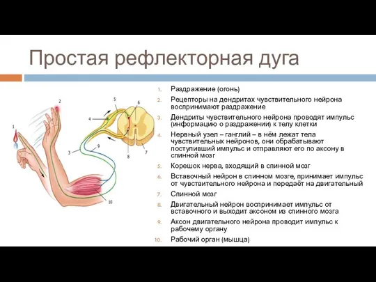 Простая рефлекторная дуга Раздражение (огонь) Рецепторы на дендритах чувствительного нейрона воспринимают раздражение Дендриты