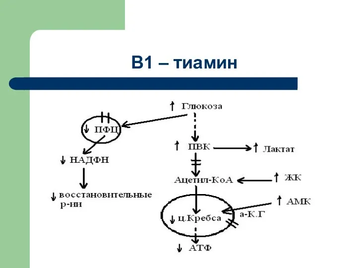 В1 – тиамин