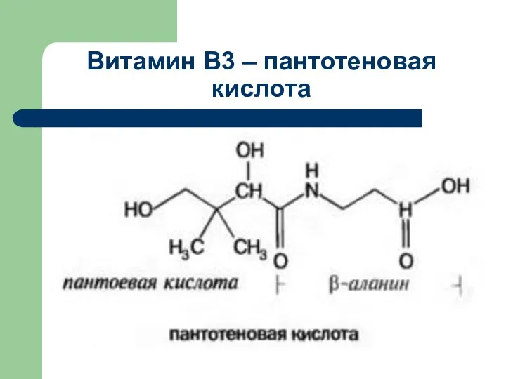 Витамин В3 – пантотеновая кислота