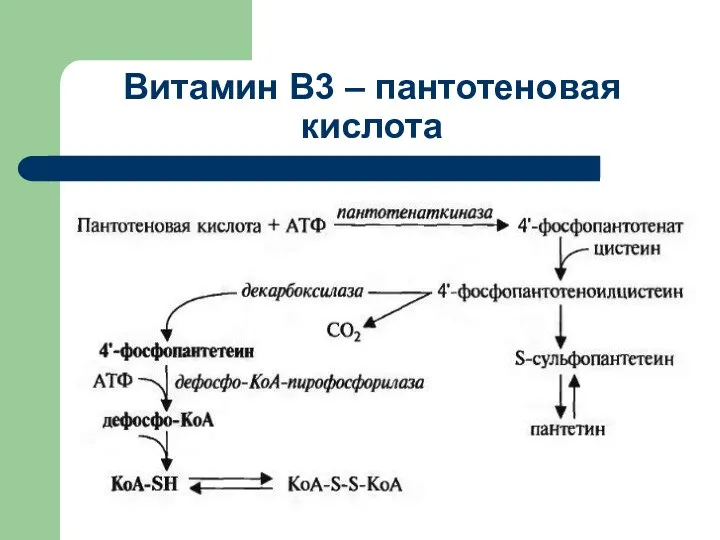 Витамин В3 – пантотеновая кислота