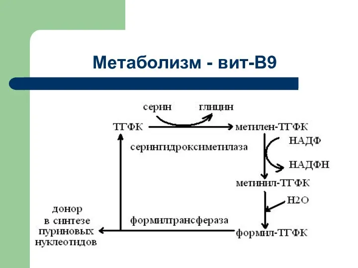 Метаболизм - вит-В9