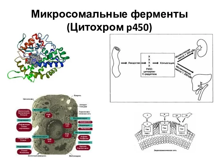 Микросомальные ферменты (Цитохром p450)
