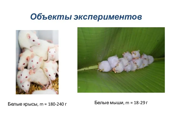 Объекты экспериментов Белые крысы, m = 180-240 г Белые мыши, m = 18-29 г