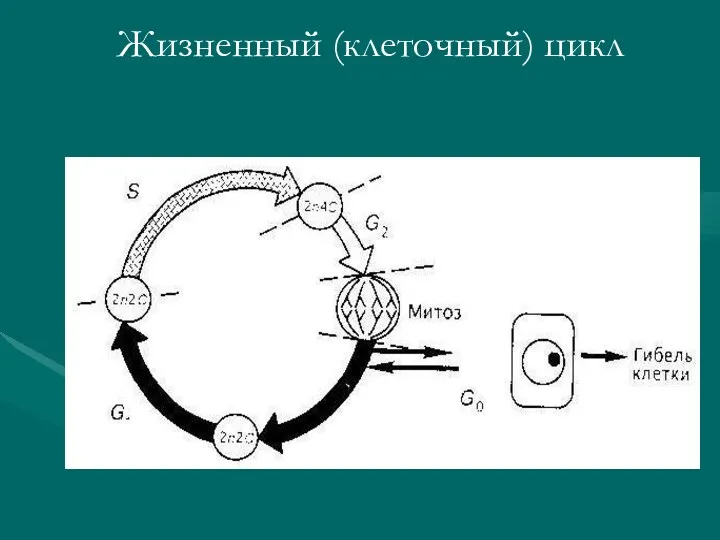 Жизненный (клеточный) цикл