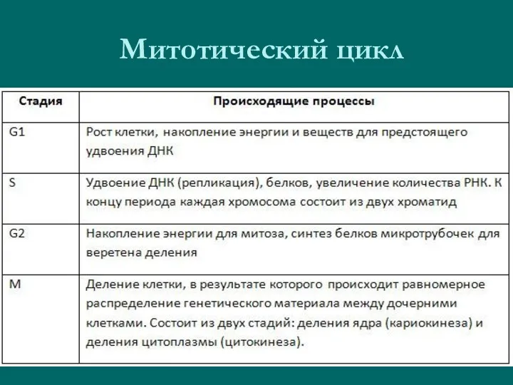 Митотический цикл