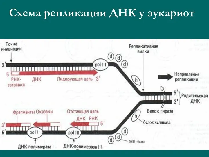 Схема репликации ДНК у эукариот