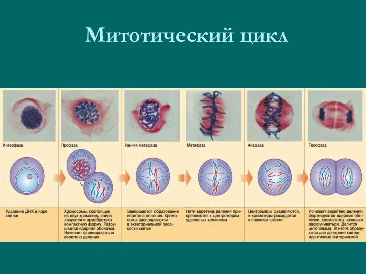 Митотический цикл