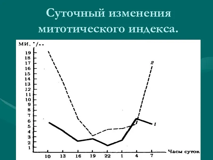 Суточный изменения митотического индекса.