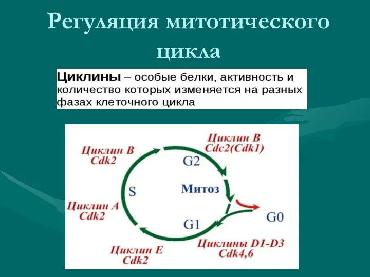 Регуляция митотического цикла