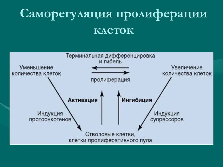 Саморегуляция пролиферации клеток