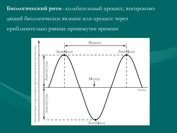 Биологический ритм- колебательный процесс, воспроизво- дящий биологическое явление или процесс через приблизительно равные промежутки времени