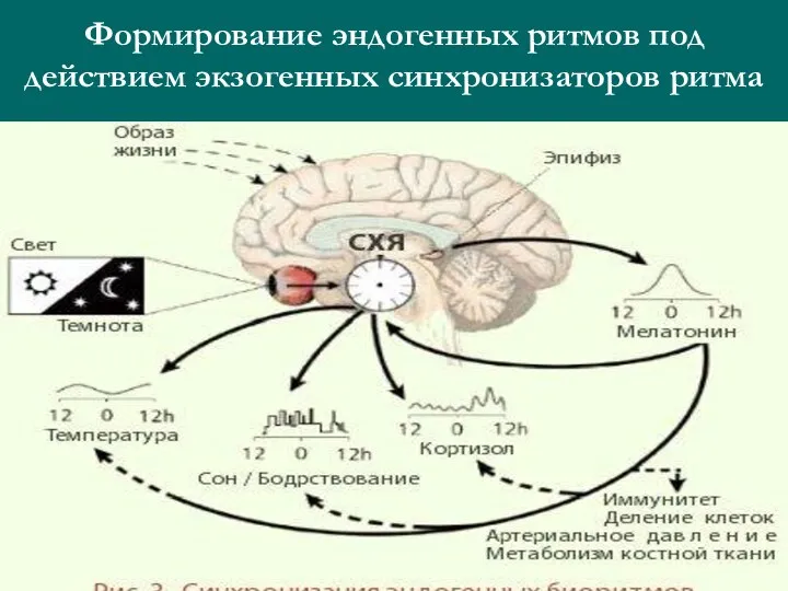 Формирование эндогенных ритмов под действием экзогенных синхронизаторов ритма