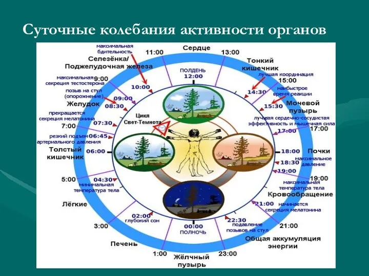 Суточные колебания активности органов