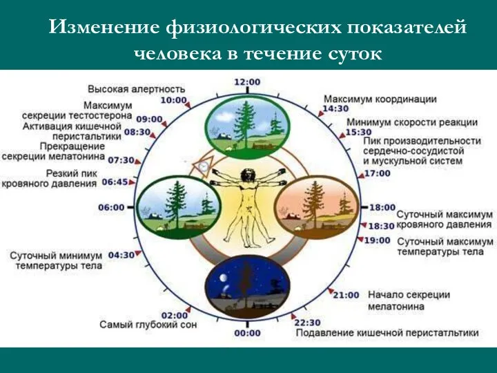 Изменение физиологических показателей человека в течение суток