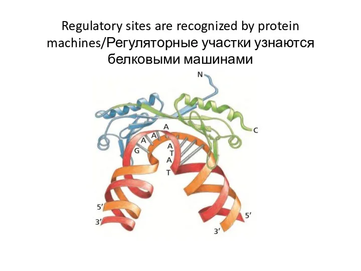 Regulatory sites are recognized by protein machines/Регуляторные участки узнаются белковыми машинами