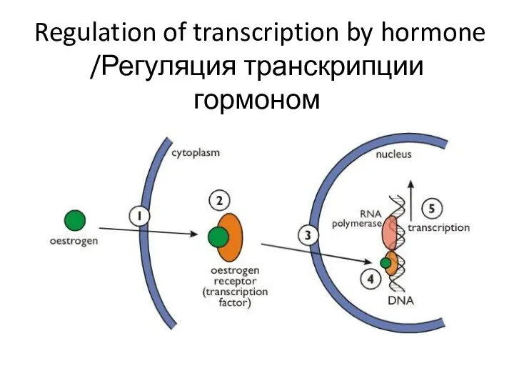 Regulation of transcription by hormone /Регуляция транскрипции гормоном