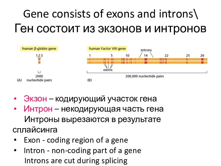 Gene consists of exons and introns\ Ген состоит из экзонов