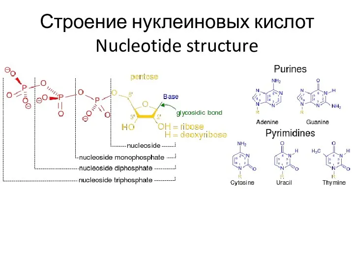Строение нуклеиновых кислот Nucleotide structure
