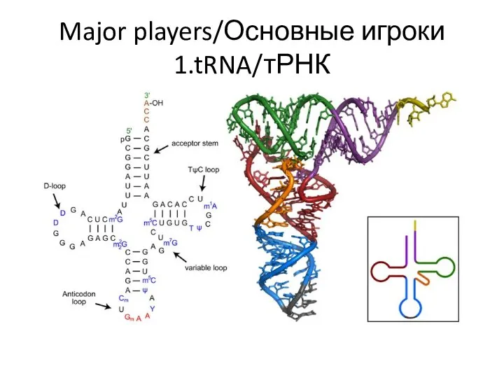 Major players/Основные игроки 1.tRNA/тРНК
