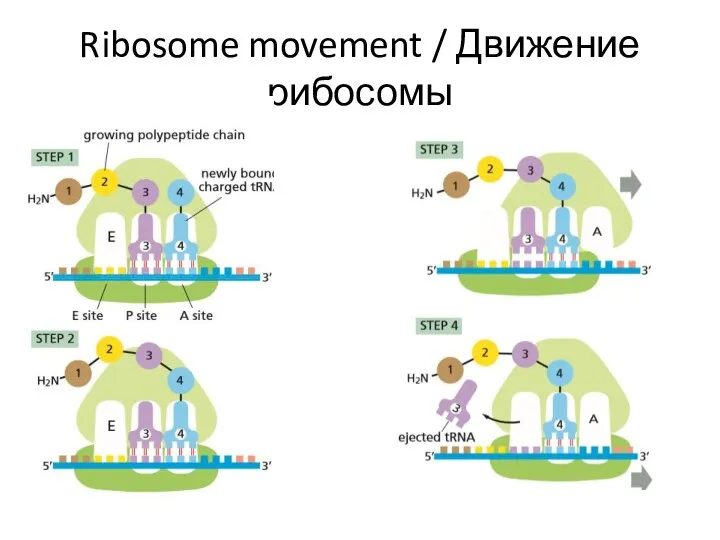 Ribosome movement / Движение рибосомы