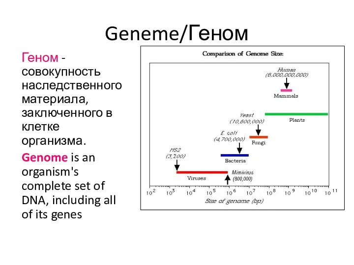 Geneme/Геном Геном -совокупность наследственного материала, заключенного в клетке организма. Genome