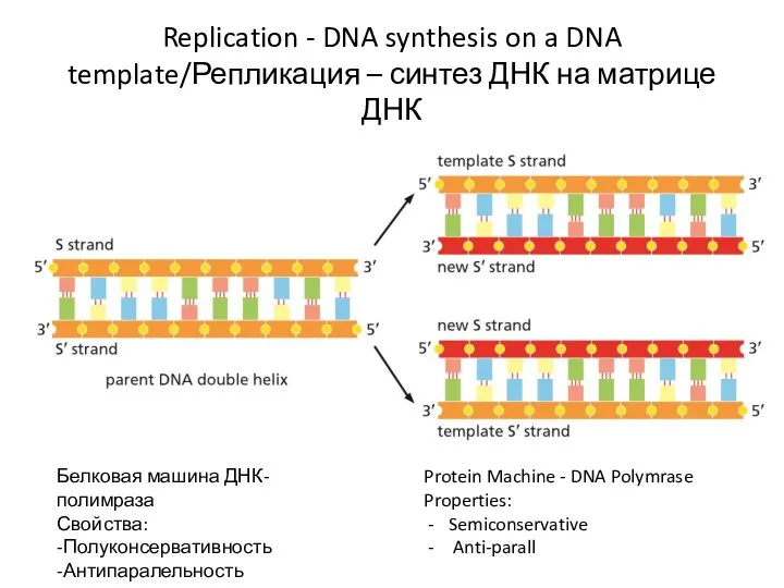 Replication - DNA synthesis on a DNA template/Репликация – синтез