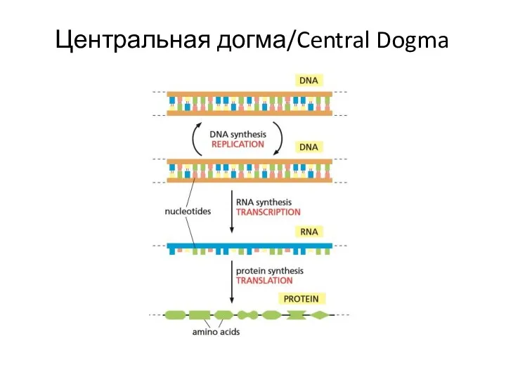 Центральная догма/Central Dogma